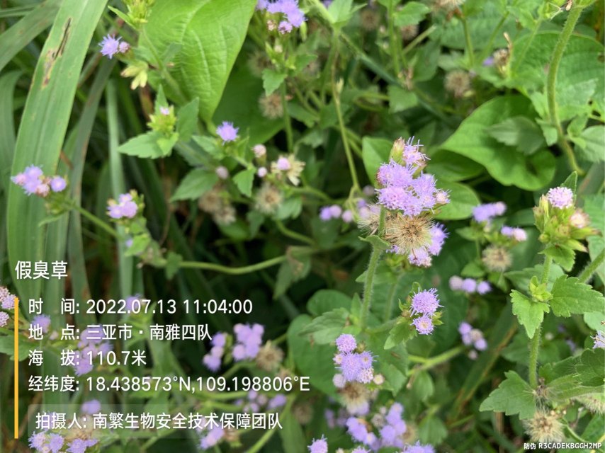 假臭草