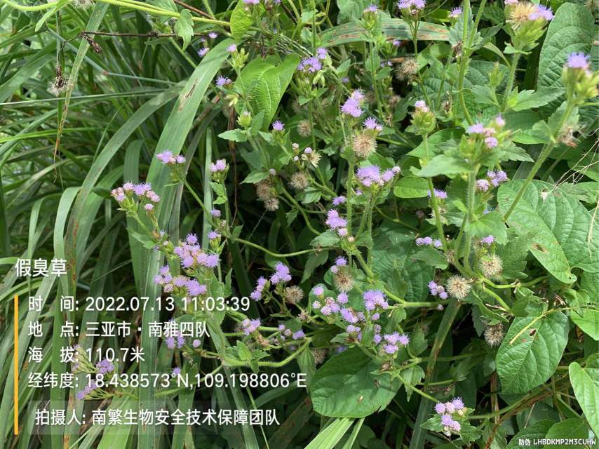 假臭草