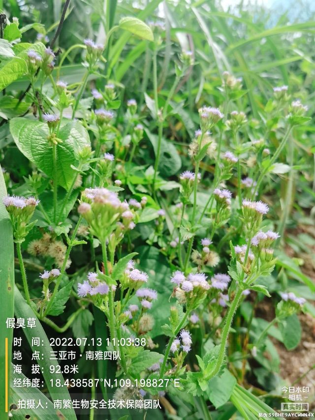 假臭草
