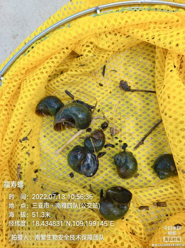福寿螺