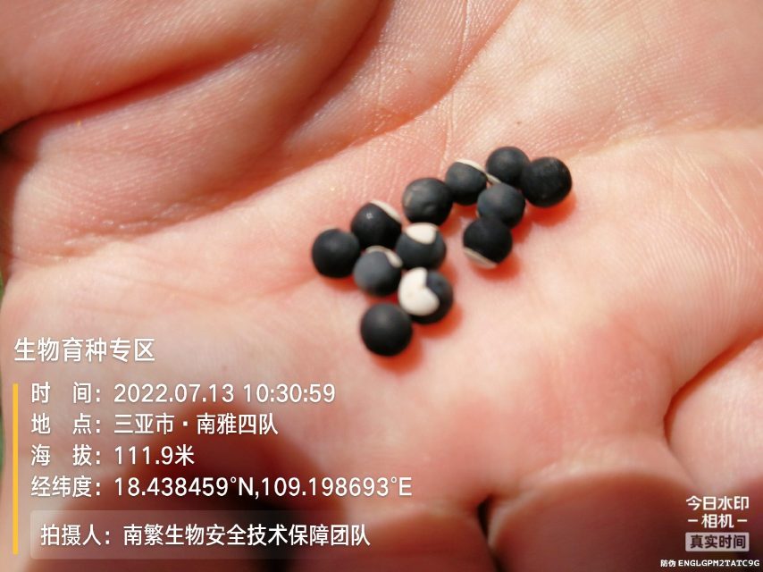 生物育种专区