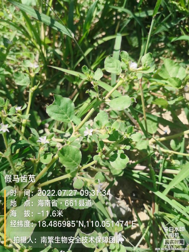 假马齿苋