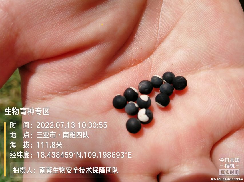 生物育种专区