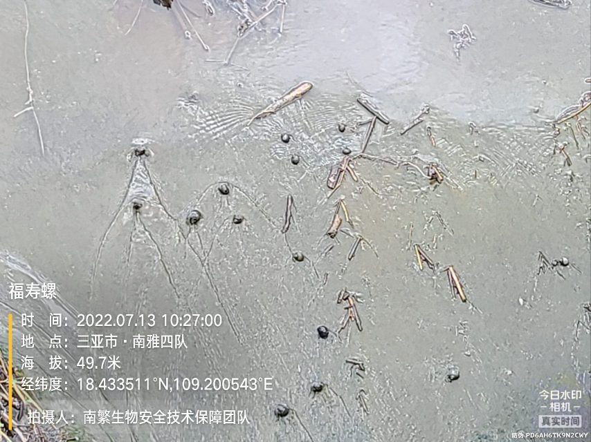 福寿螺
