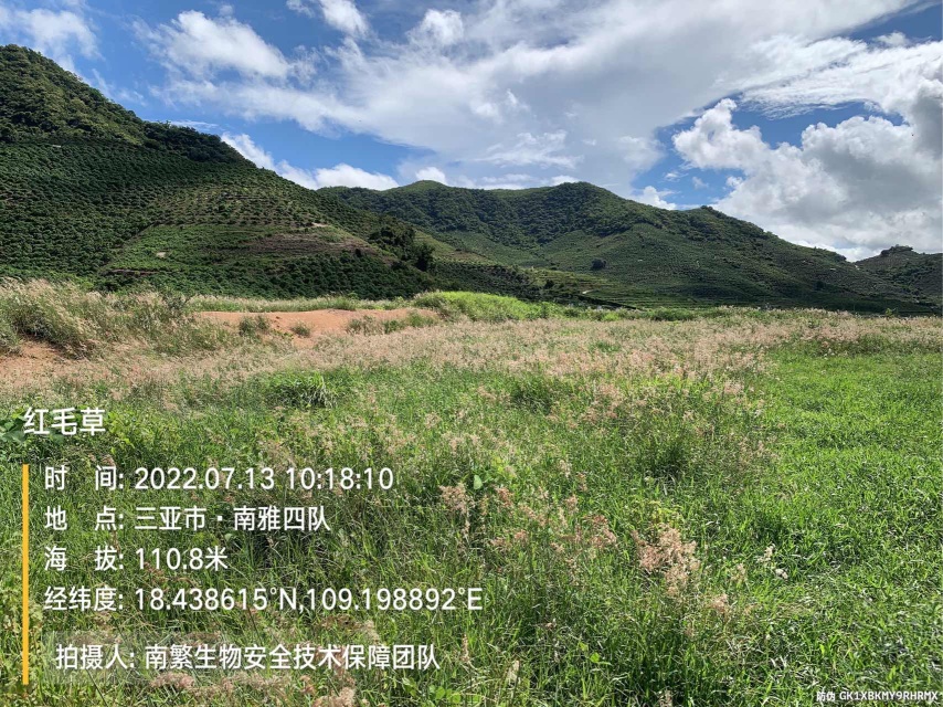 红毛草