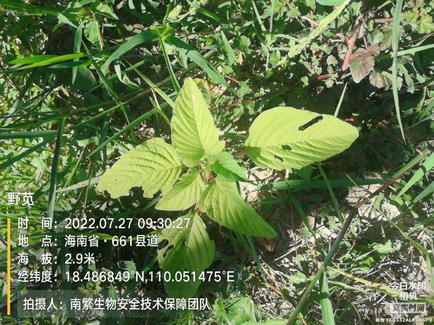 野苋