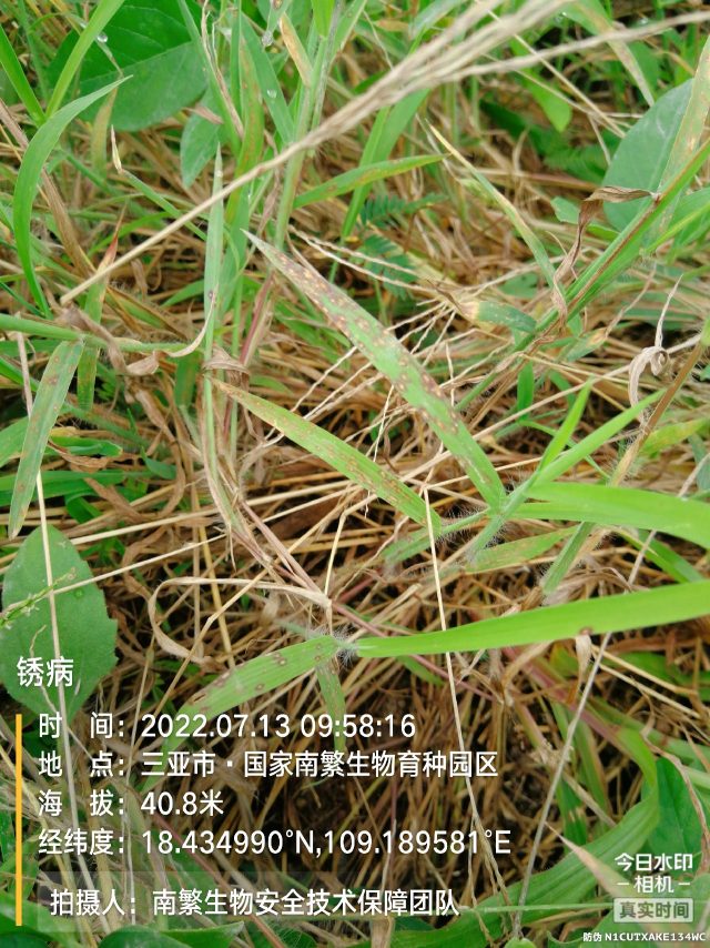 锈病