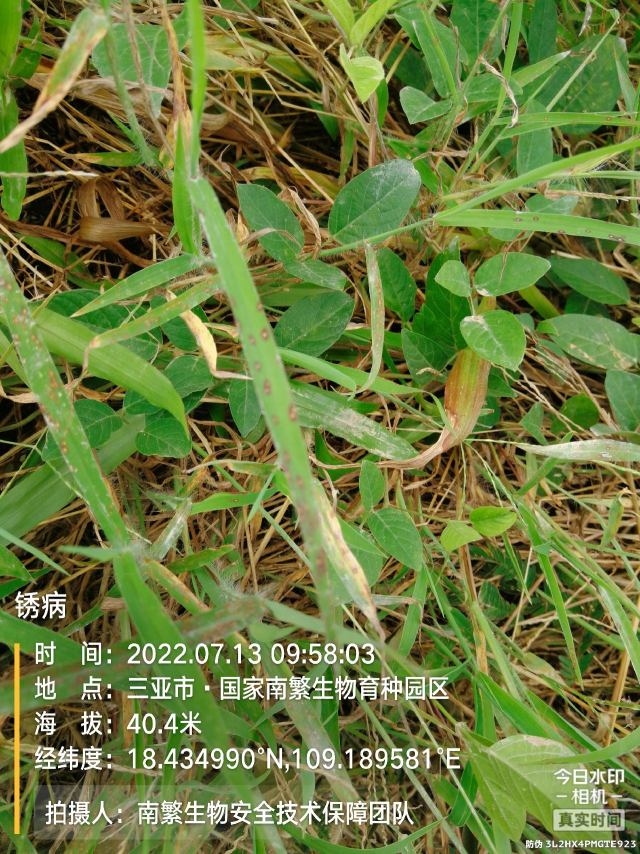 锈病