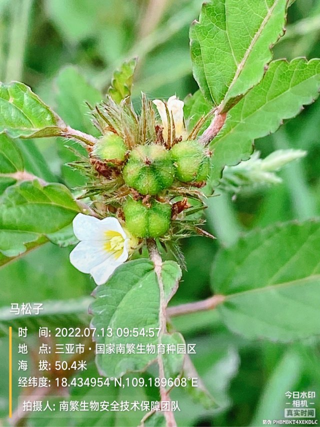 马松子