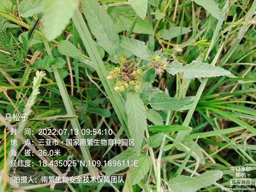 马松子