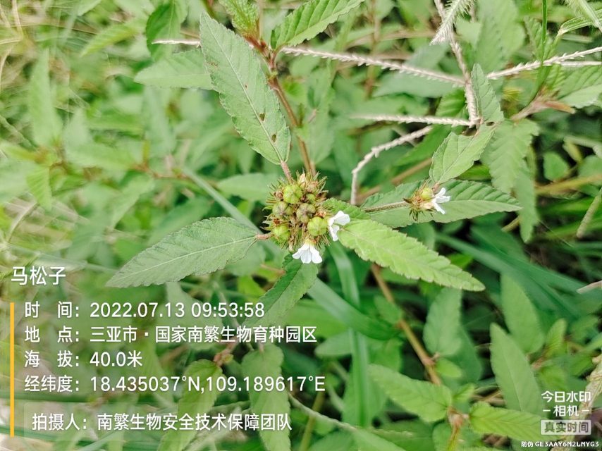 马松子