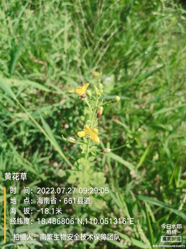 黄花草