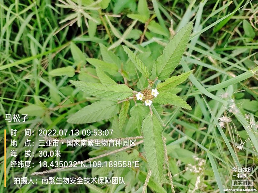 马松子