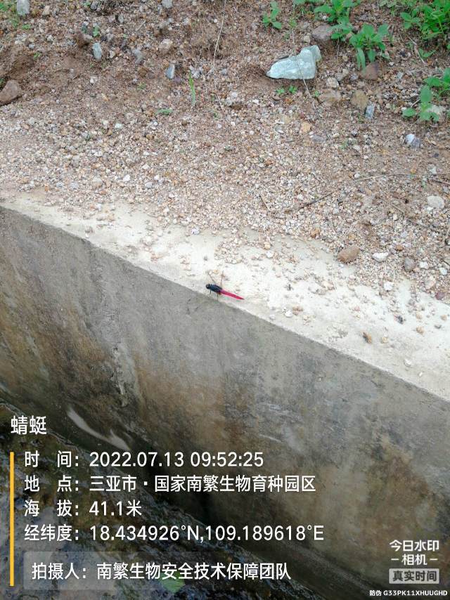 蜻蜓