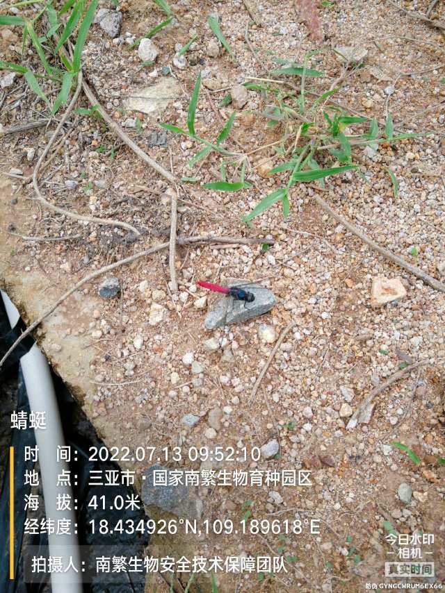 蜻蜓