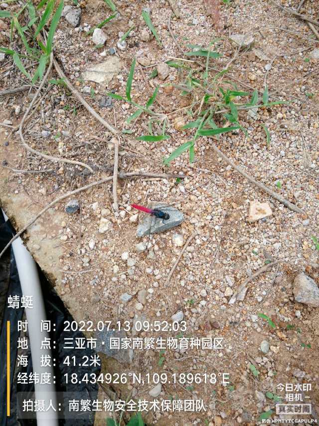 蜻蜓