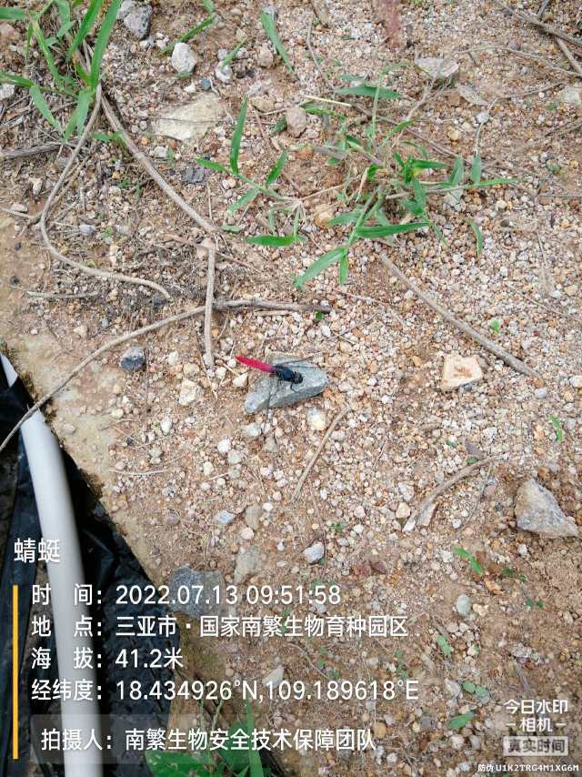 蜻蜓