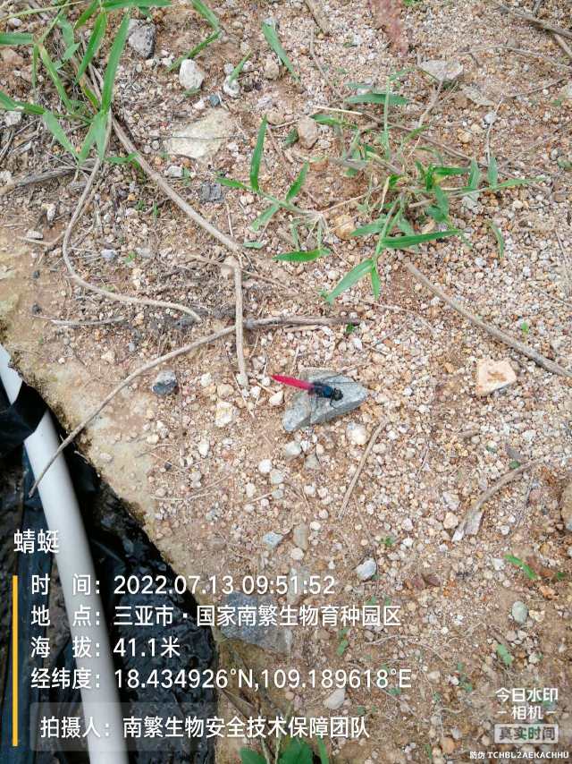 蜻蜓