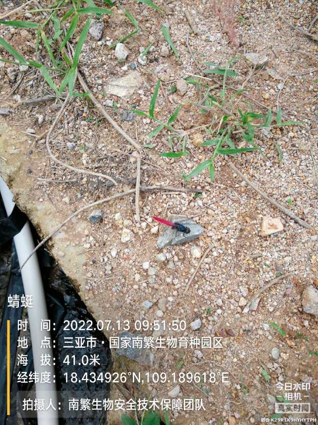 蜻蜓