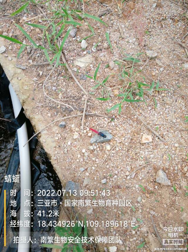蜻蜓