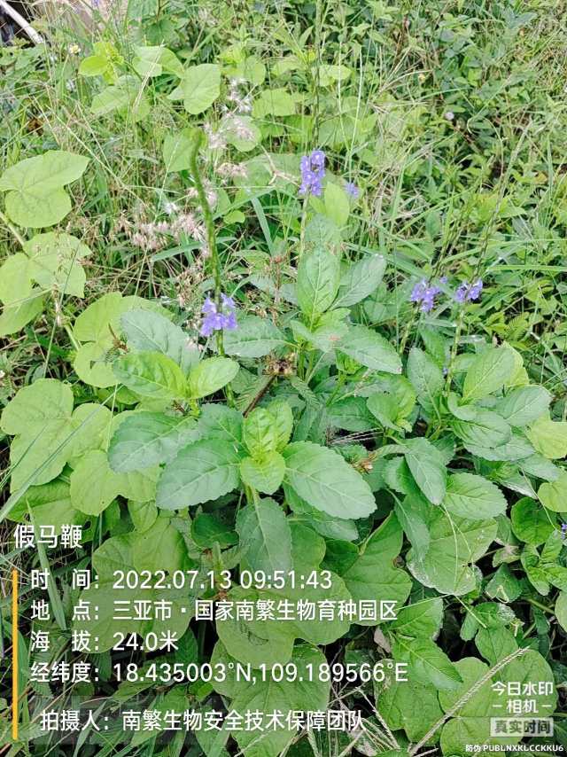 假马鞭