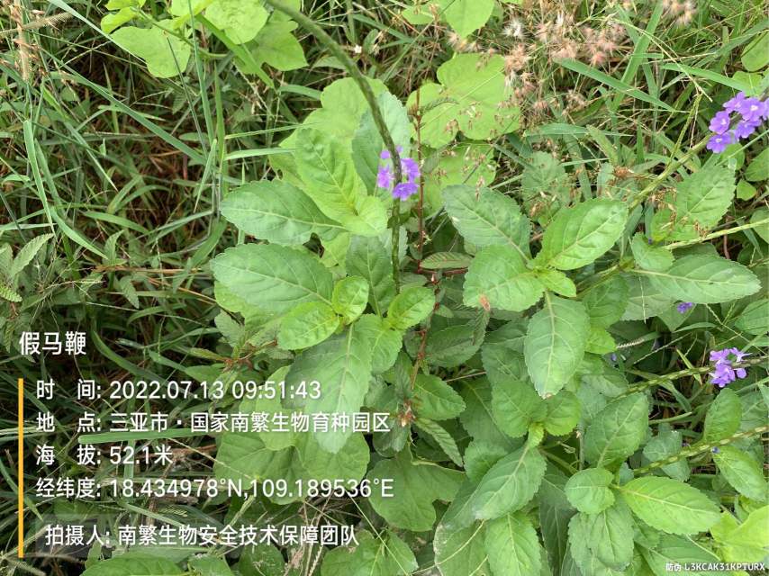 假马鞭
