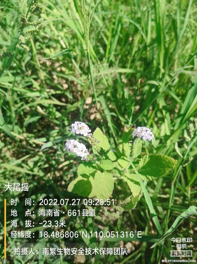 大尾摇