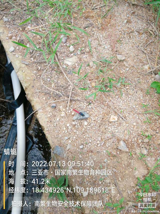 蜻蜓