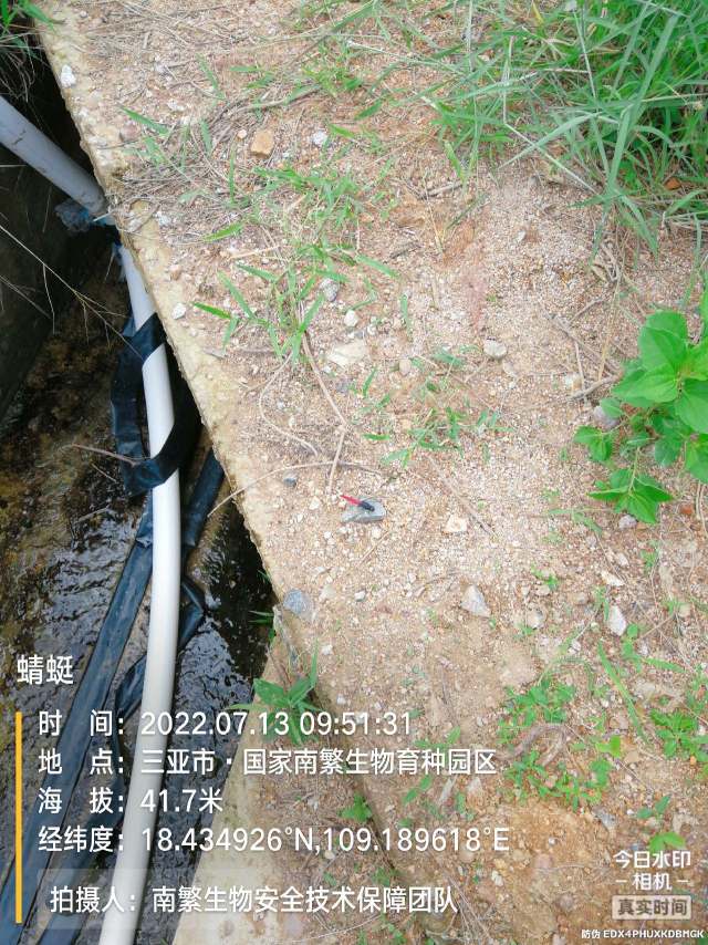 蜻蜓