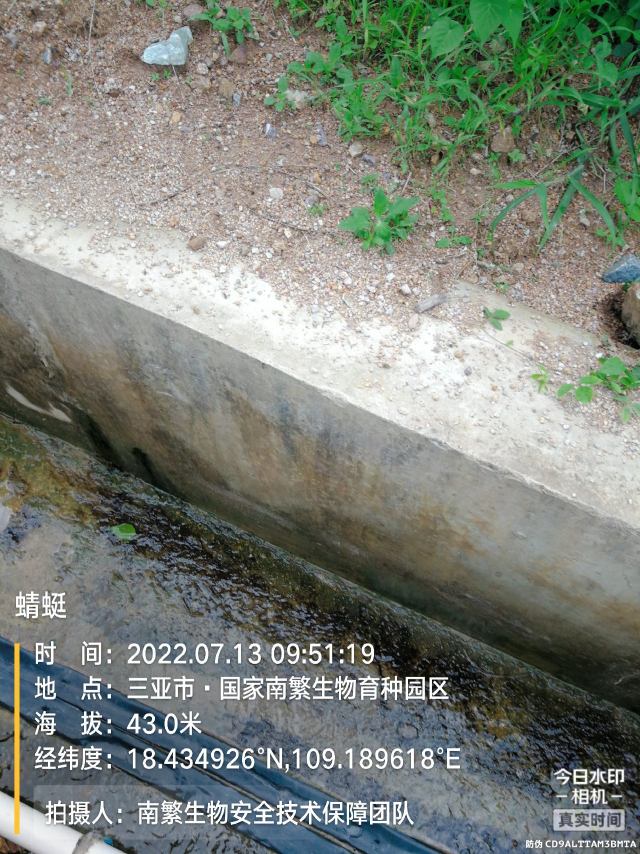 蜻蜓