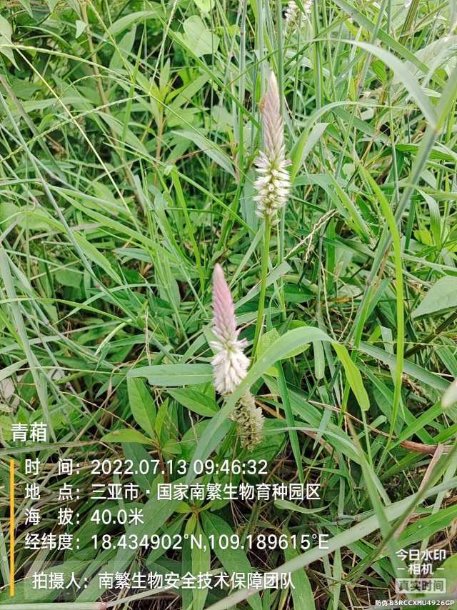 青葙