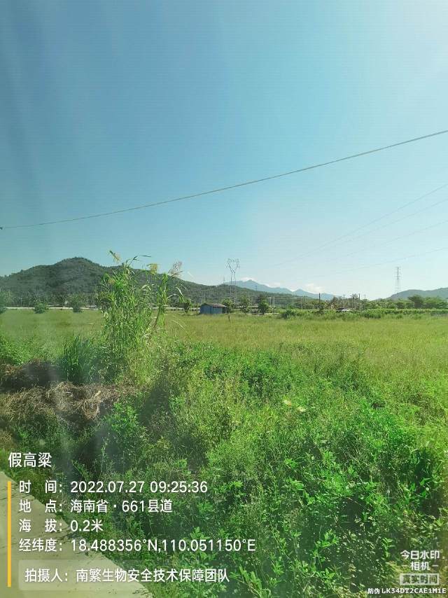 假高粱