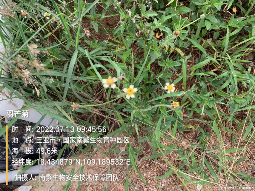 羽芒菊