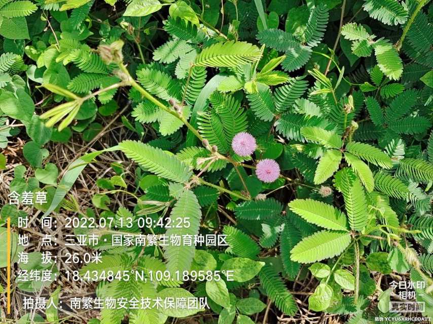 含羞草
