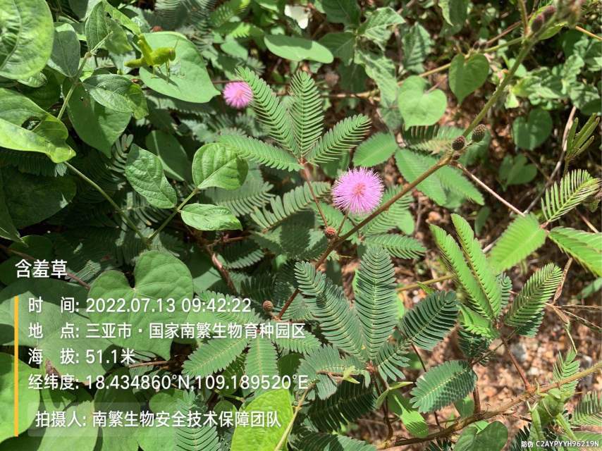 含羞草