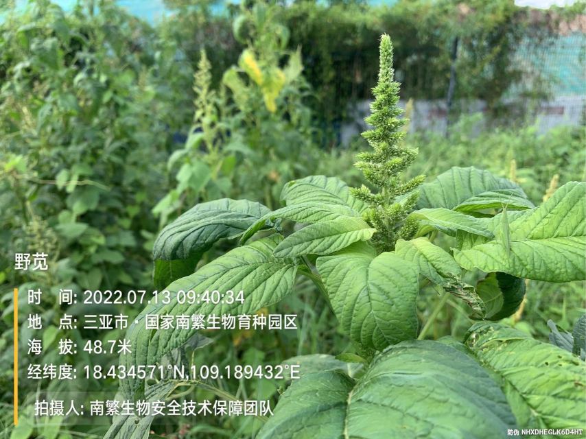 野苋