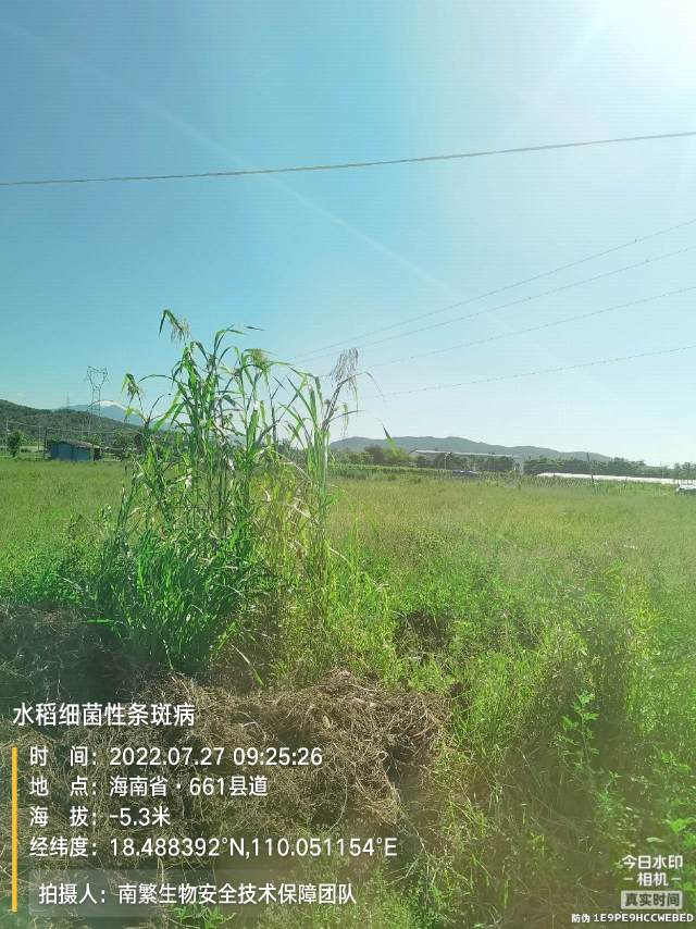水稻细菌性条斑病