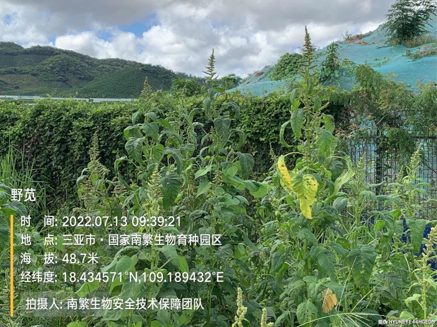 野苋
