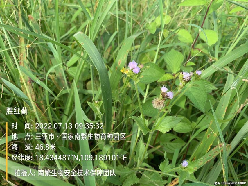 胜红蓟