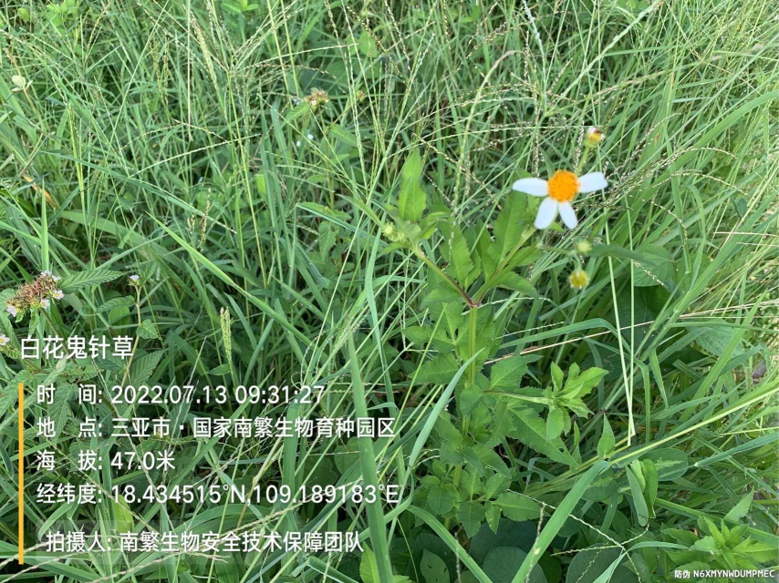 白花鬼针草