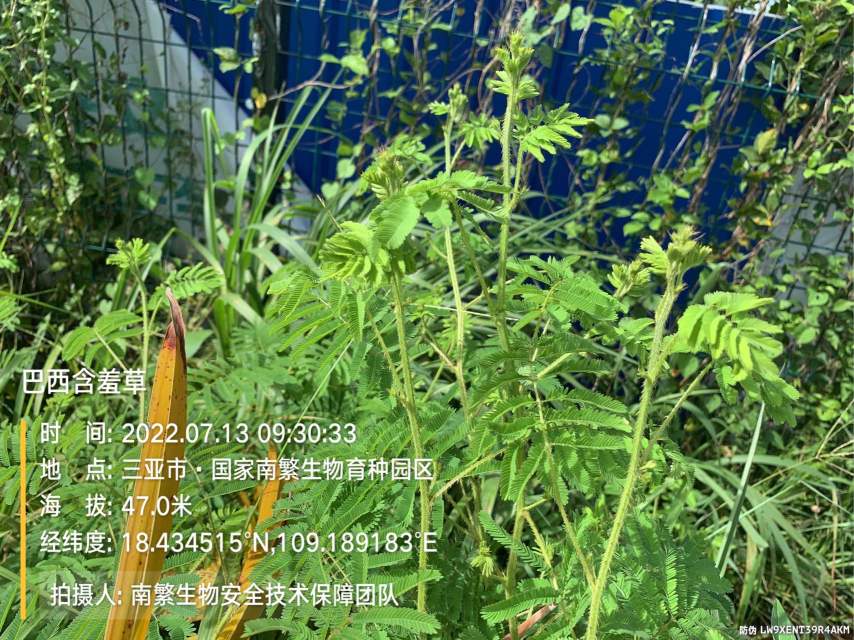 巴西含羞草