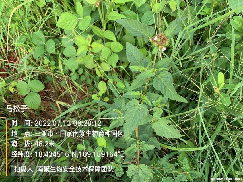 马松子