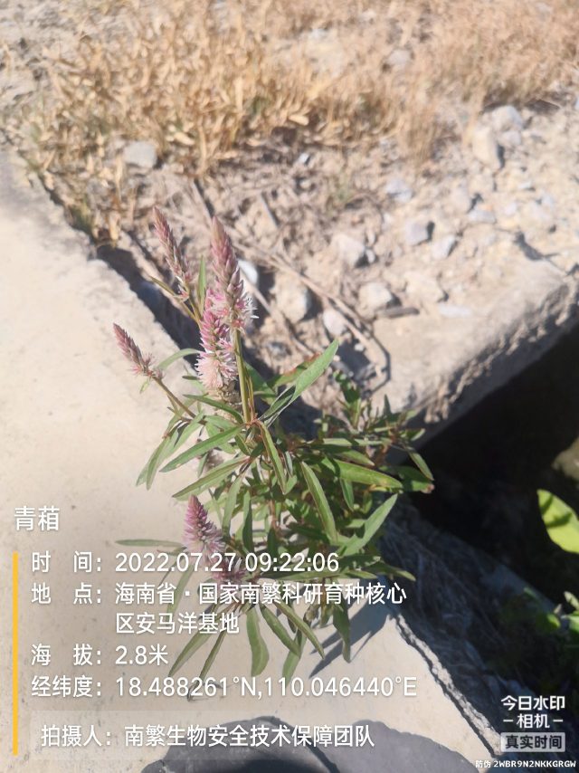 青葙