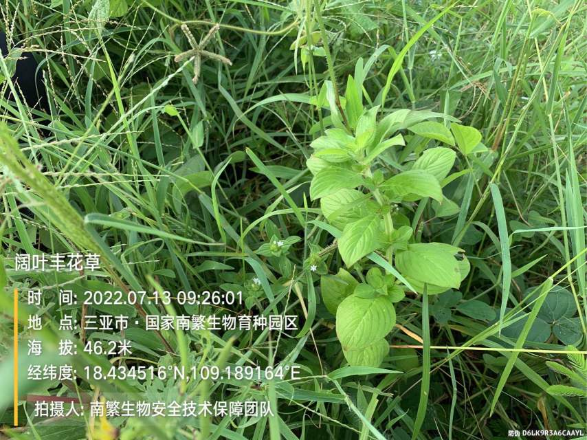 阔叶丰花草