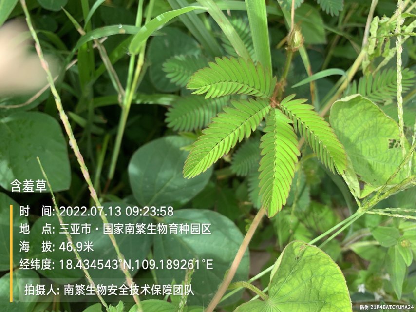 含羞草