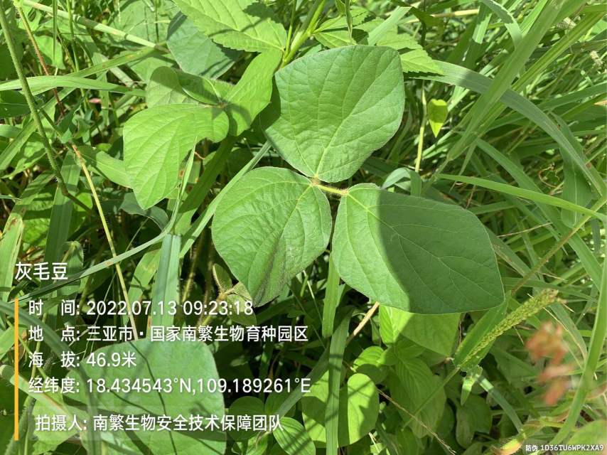 灰毛豆