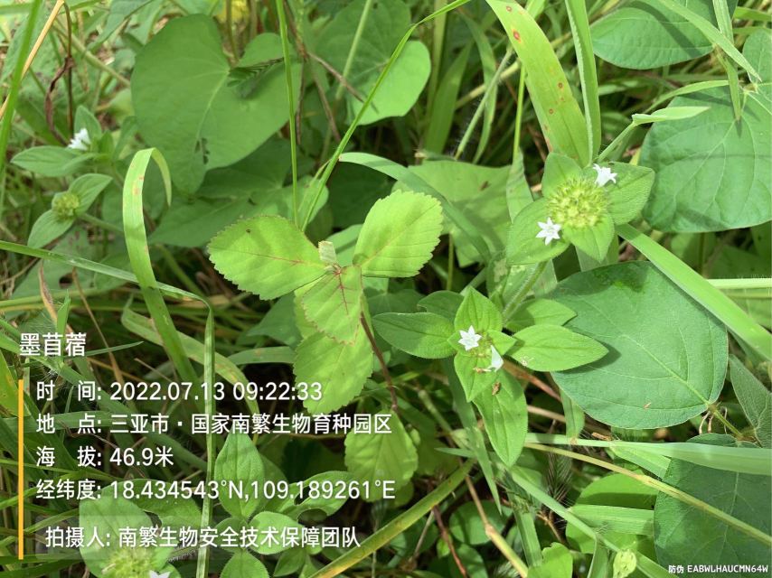 墨苜蓿