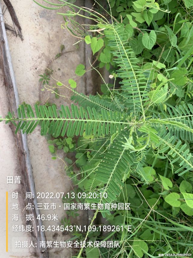 田菁