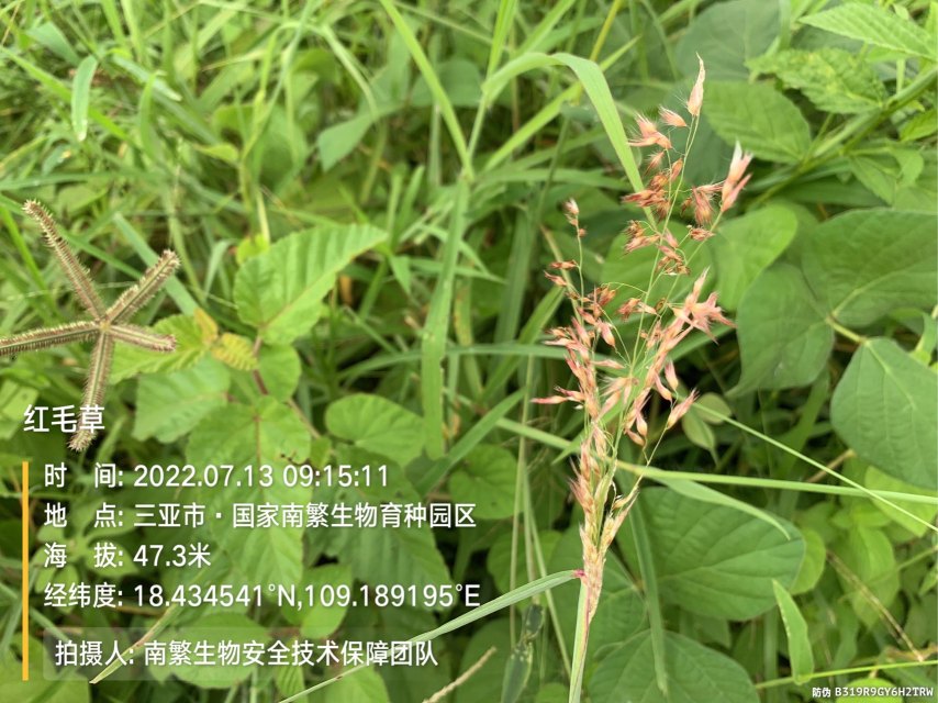 红毛草