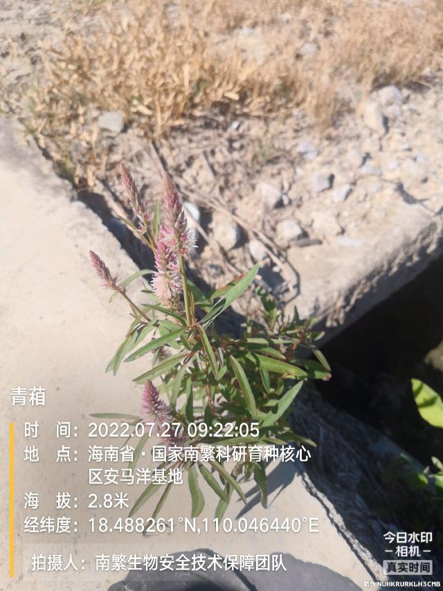 青葙